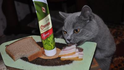 Cat food bacon mustard meat bread 4k wallpaper
