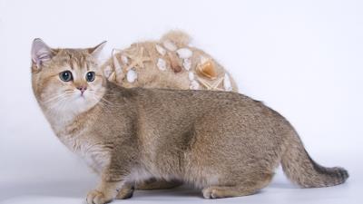 Cat fright look 4k wallpaper