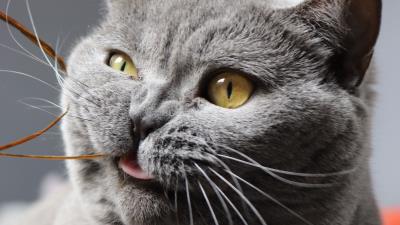 Cat funny cool 4k wallpaper