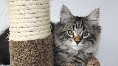 Cat furry grass lie 4k wallpaper