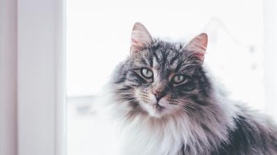 Cat furry muzzle 4k wallpaper