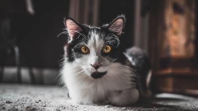 Cat glance pet image 4k wallpaper