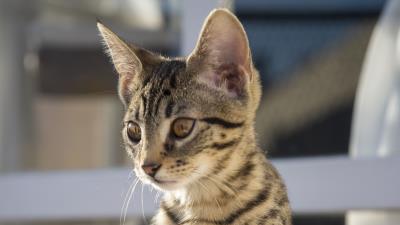 Cat glance pet pic 4k wallpaper