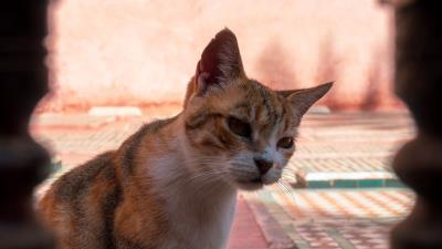 Cat glance pet 4k wallpaper