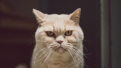 Cat glance serious 4k wallpaper