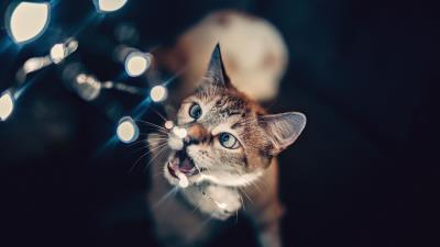 Cat glare bokeh 4k wallpaper