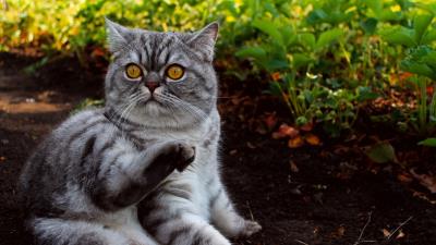 Cat grass lying fea 4k wallpaper