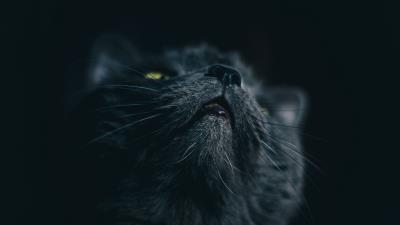 Cat gray face 4k wallpaper