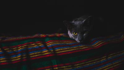 Cat gray muzzle dark 4k wallpaper