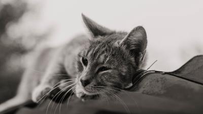 Cat gray pet 4k wallpaper