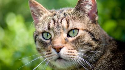 Cat green background glar 4k wallpaper