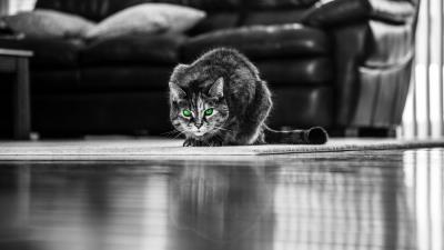 Cat green eyed bw 4k wallpaper