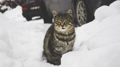 Cat green eyed snow 4k wallpaper