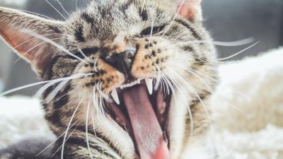 Cat grin muzzle aggression 4k wallpaper