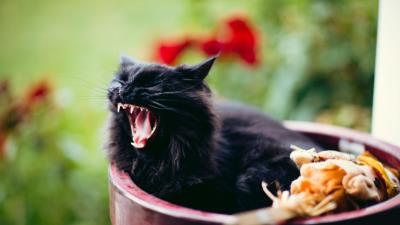 Cat grin scream black furry 4k wallpaper