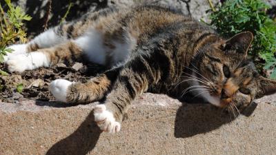 Cat hair down shadow 4k wallpaper