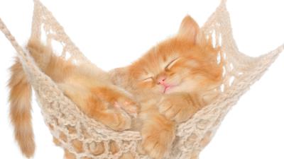 Cat hammock kitten red fluffy 4k wallpaper