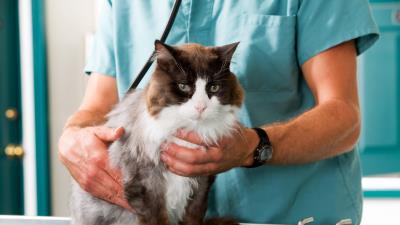Cat inspection hands vet treatment 4k wallpaper