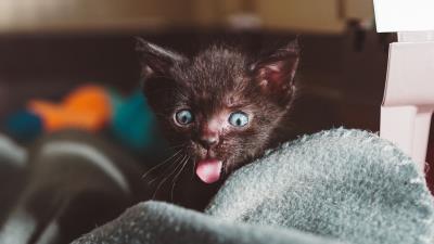 Cat kitten emotions 4k wallpaper