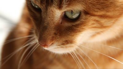 Cat kitten red fa 4k wallpaper