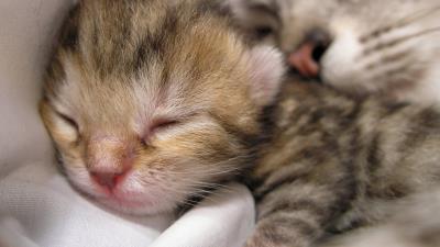 Cat kitten sleep 4k wallpaper