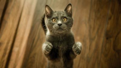 Cat kitten standing gray 4k wallpaper