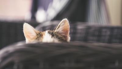 Cat kitty ears 4k wallpaper