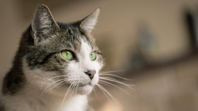 Cat look muzzle 4k wallpaper