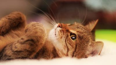 Cat lying cool cat beautiful cat 4k wallpaper