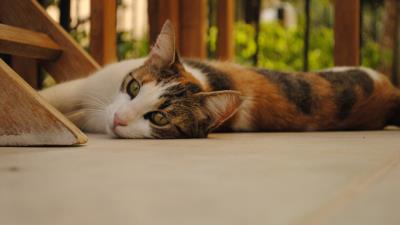 Cat lying plain goo 4k wallpaper
