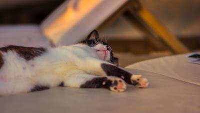 Cat lying spotted paws 4k wallpaper