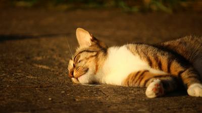 Cat lying striped sunlight 4k wallpaper
