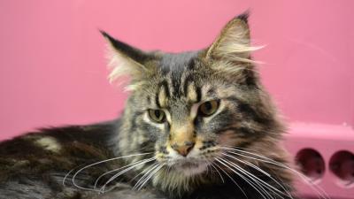 Cat maine coon face fluffy ears 4k wallpaper