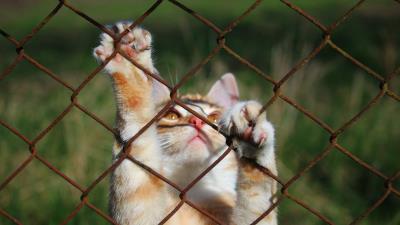 Cat mesh playful paws 4k wallpaper