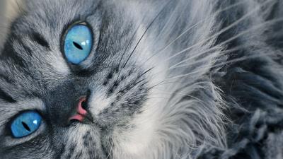 Cat muzzle blue eyed fluffy 4k wallpaper