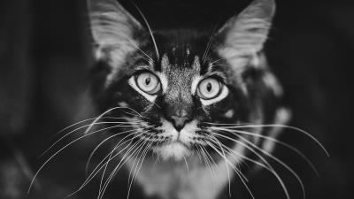 Cat muzzle bw image 4k wallpaper