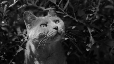 Cat muzzle bw 4k wallpaper
