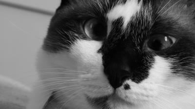 Cat muzzle cross eyed bw 4k wallpaper