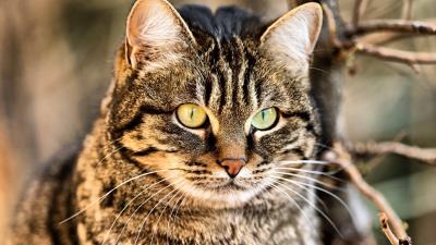 Cat muzzle eye 4k wallpaper