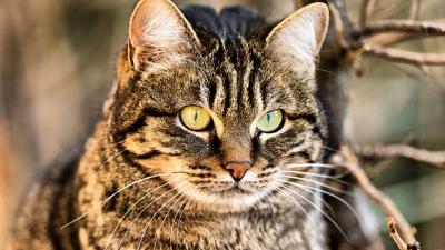 Cat muzzle eyes 4k wallpaper