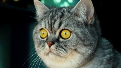 Cat muzzle fear striped look 4k wallpaper