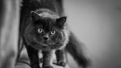 Cat muzzle fluffy eyes bw 4k wallpaper