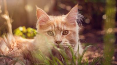 Cat muzzle fluffy grass lies 4k wallpaper