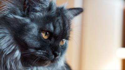 Cat muzzle fluffy picture 4k wallpaper