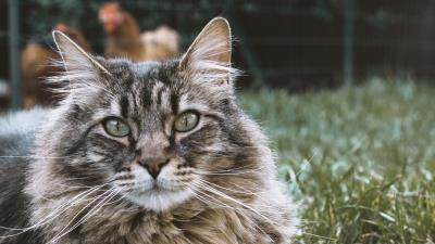 Cat muzzle fluffy 4k wallpaper