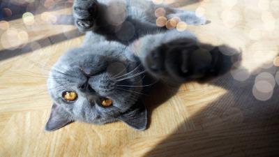 Cat muzzle foot playful light glare 4k wallpaper