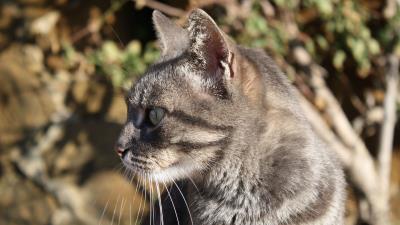 Cat muzzle look watch white stripe 4k wallpaper