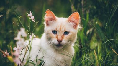 Cat muzzle look 4k wallpaper