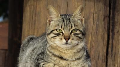 Cat muzzle lying kitten 4k wallpaper