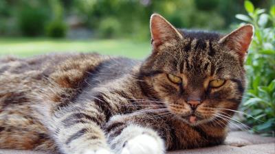 Cat muzzle lying tabby 4k wallpaper